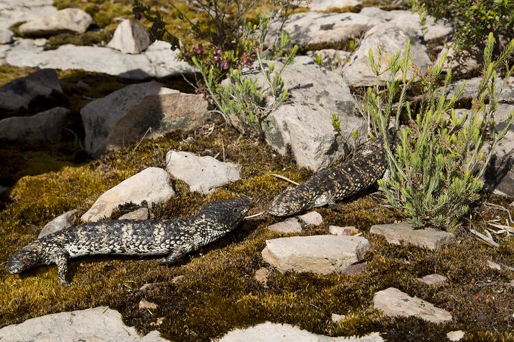 <em>Tiliqua rugosa</em>, Stumpy-tail. Grampians National Park, Victoria.