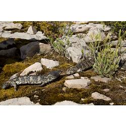 <em>Tiliqua rugosa</em>, Stumpy-tail. Grampians National Park, Victoria.