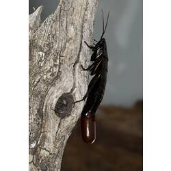 Female Native Cockroach with egg case