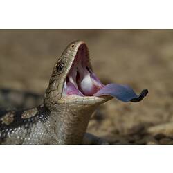 A Blotched Blue-tongue Lizard, head raised high, with its blue tongue out.
