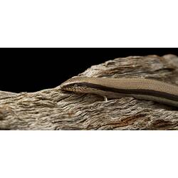 Brown striped lizard with cream belly on wood.