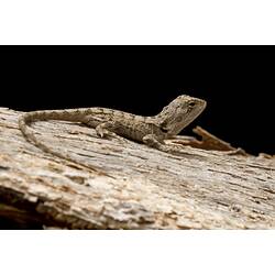 Grey patterned lizard with long tail on wood.