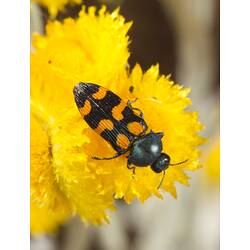 Jewel Beetle.