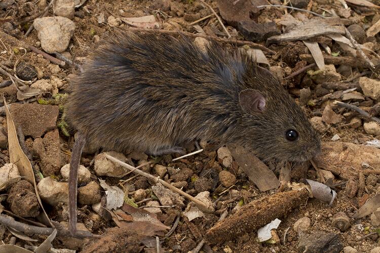 Heath rat on dirt and leaf litter