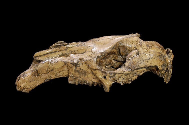 Fossil kangaroo skull.