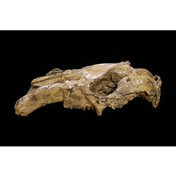 Fossil kangaroo skull, <em>Protemnodon anak</em> Owen, 1874
