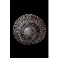 <em>Chlorodiloma odontis</em>, Checkered Periwinkle, shell.  Registration no. F 180045.