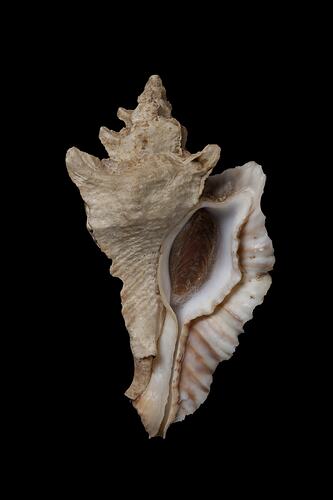 <em>Pterynotus triformis</em>, Three-shaped Murex, shell.  Registration no. F 179305.