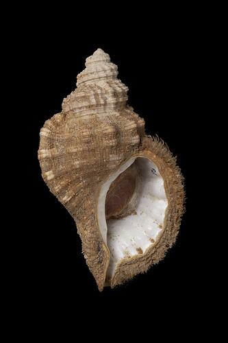 <em>Cabestana tabulata</em>, Ploughed Triton, shell.  Registration no. F 179990.