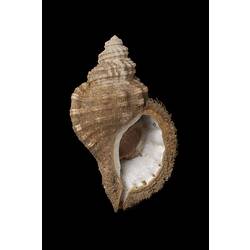 <em>Cabestana tabulata</em>, Ploughed Triton, shell.  Registration no. F 179990.