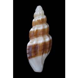 <em>Guraleus (Guraleus) pictus</em>, marine snail, shell.  Registration no. F 179292.