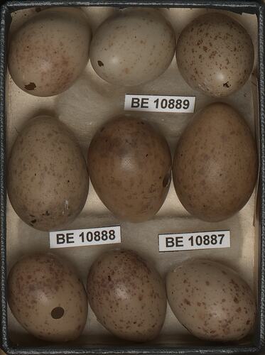 Nine bird eggs with specimen labels in box.