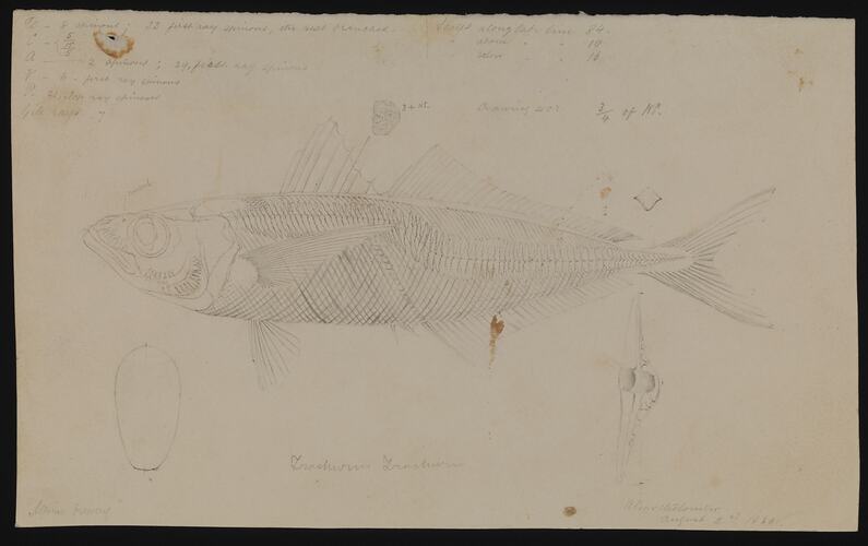 Trachurus