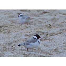 Two Hooded Plovers on a beach