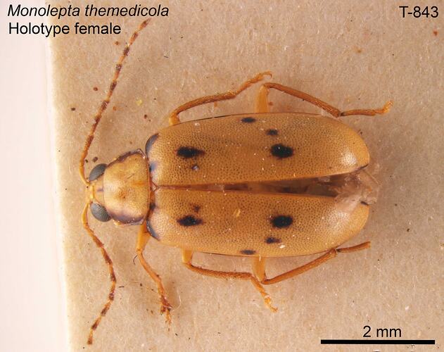 Beetle specimen, female, dorsal view.