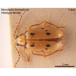 Beetle specimen, female, dorsal view.