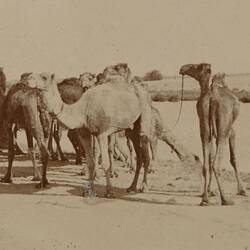 Photograph - Camels by the Water, Egypt, World War I, 1915-1918