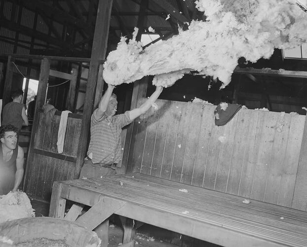 Laying Out Shorn Wool, Swan HIll, Victoria, 18 Aug 1959