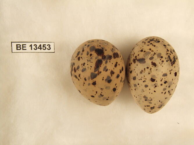 Two bird eggs with specimen label.