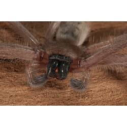 <em>Delena cancerides</em>, Social Huntsman. Lake Condah, Budj Bim Cultural Heritage Landscape, Victoria.