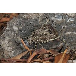 <em>Acripeza reticulata</em>, Mountain Katydid. Budj Bim Cultural Heritage Landscape, Victoria.