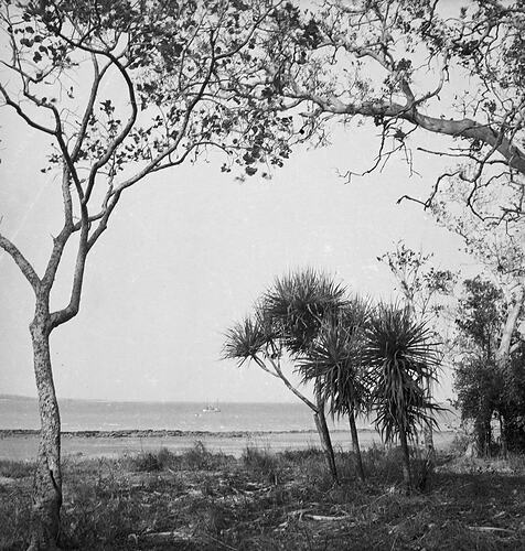 Vegetation, Milingimbi, Northern Territory,  late 1920s-30s