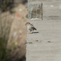<em>Passer domesticus</em>, House Sparrow. Westgate Park, Victoria.