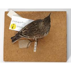 <em>Anthus australis australis</em>