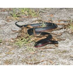 Red-bellied Black Snake.