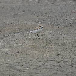 Red-capped Plover.