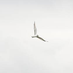 White-winged Black Tern.