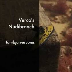 Silent footage of Verco's Nudibranch, <em>Tambja verconis</em>.
