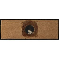 Underside of wooden microslide containing bryozoan specimen,