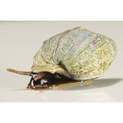 Marine snail, brown head and tentacles with cream-green shell.