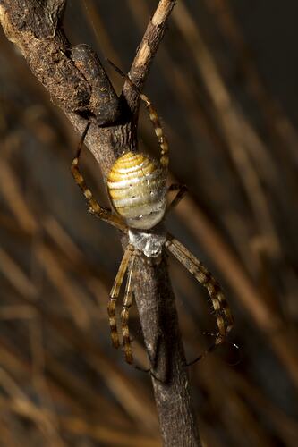 Orange and white spider on a plant.