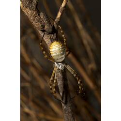 <em>Argiope trifasciata</em> (Forskal), Banded Garden Spider