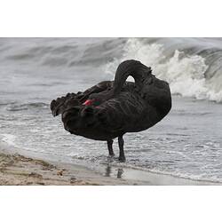 Black swan standing on sandy beach preening.