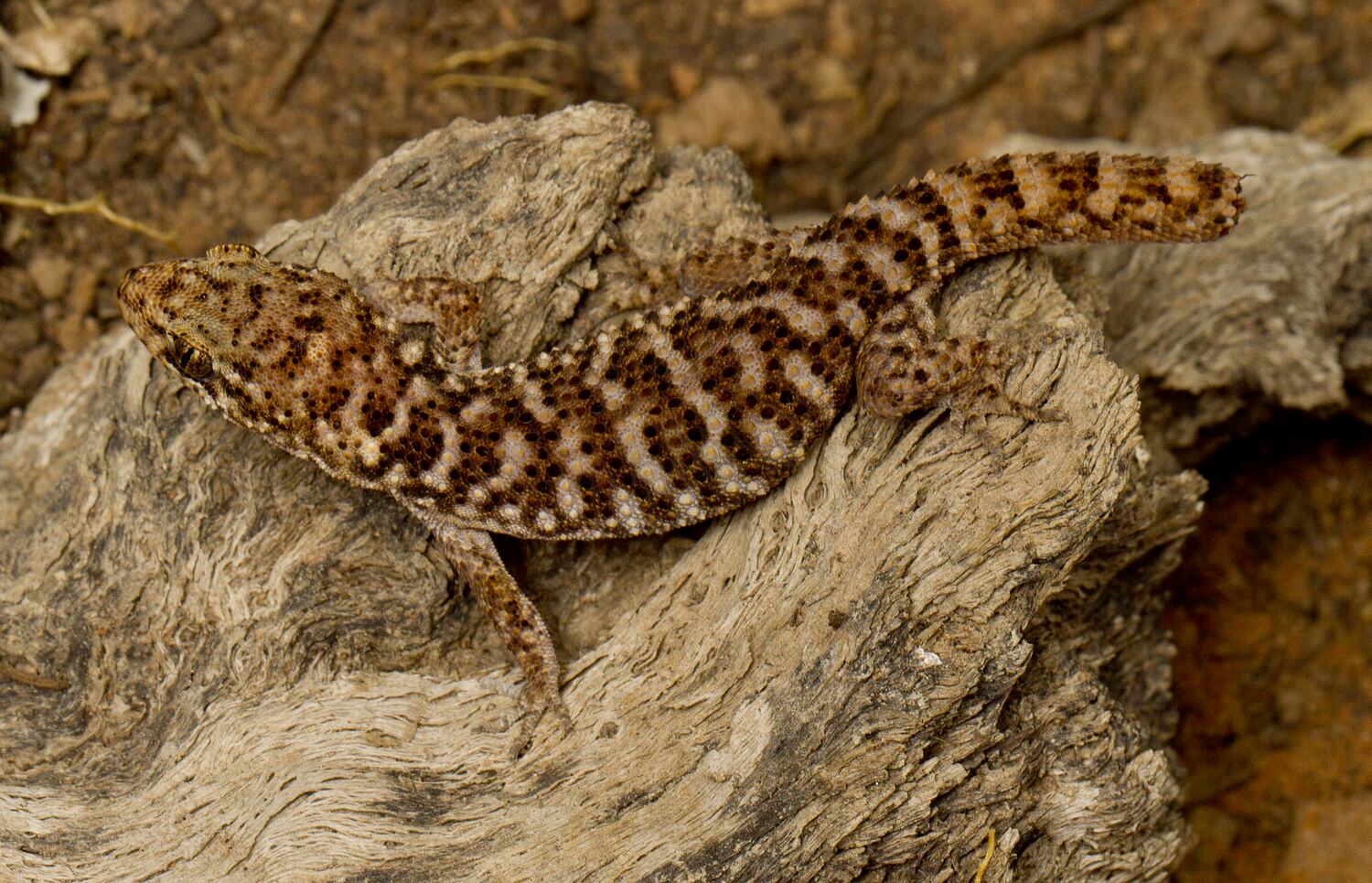 Heteronotia binoei (Gray, 1845), Bynoe's Gecko