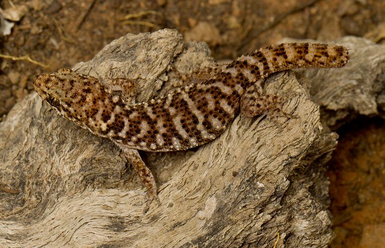 Dorsal view of brown gecko on rock.