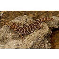 <em>Heteronotia binoei</em> (Gray, 1845), Bynoe's Gecko
