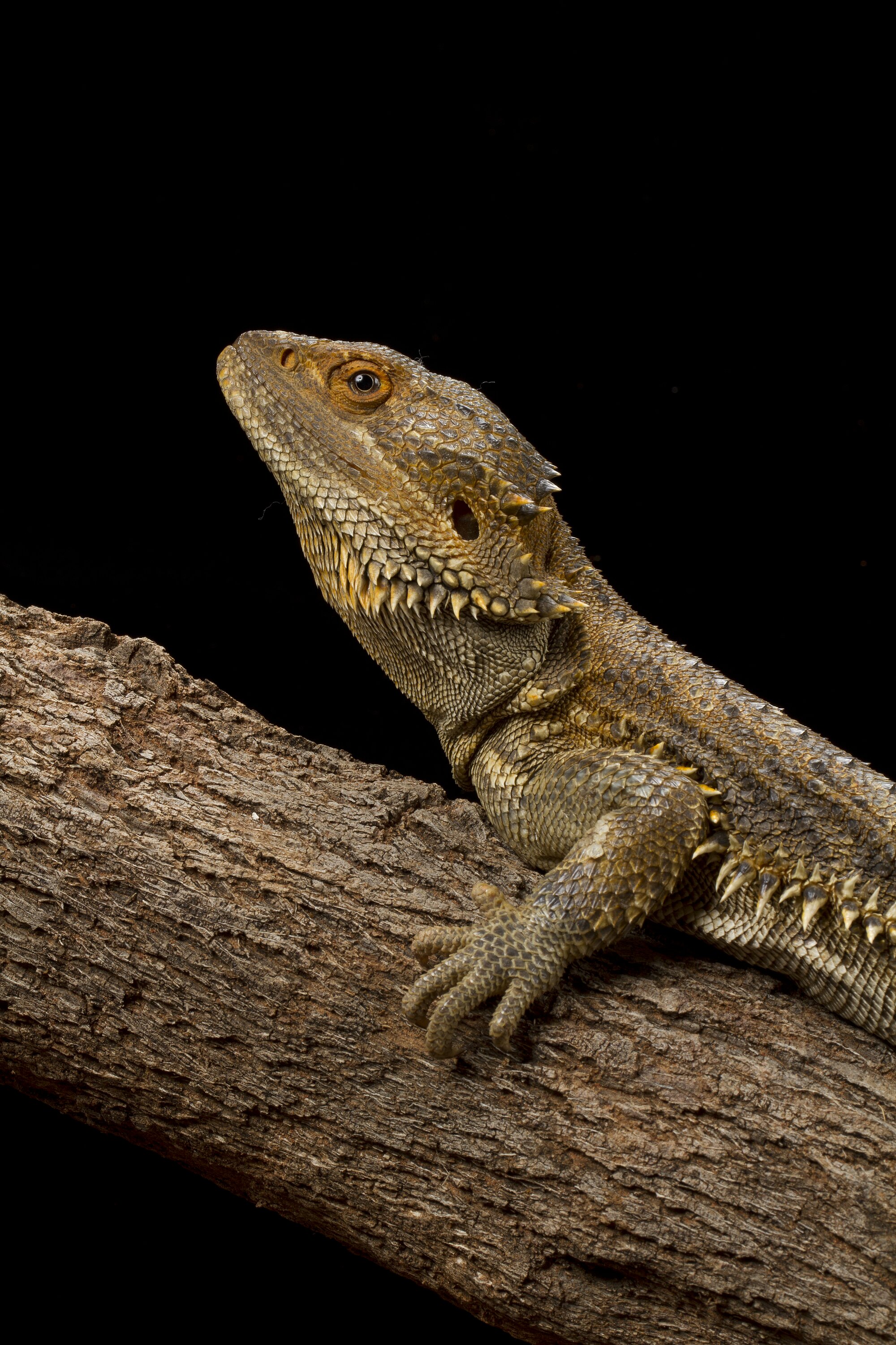 Central Bearded Dragon - The Australian Museum