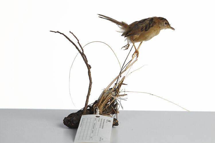 <em>Cisticola exilis</em>, Golden-headed Cisticola male, mount.  Registration no. B 33122.