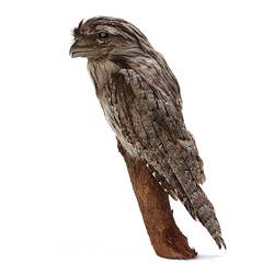 Taxidermied brown bird on branch.
