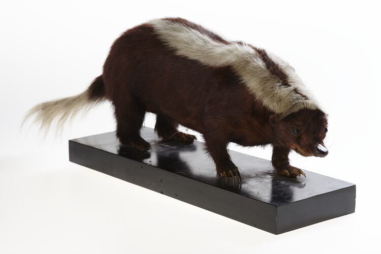 <em>Conepatus semistriatus</em>, Striped Hog-nosed Skunk, mounted specimen. Registration no. C 29994.