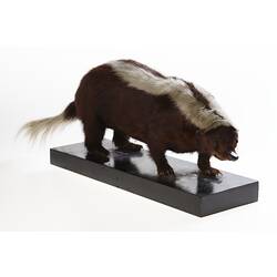<em>Conepatus semistriatus</em>, Striped Hog-nosed Skunk, mounted specimen. Registration no. C 29994.