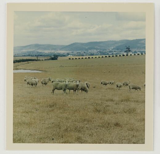 Slide 82, Flock of Sheep in Field, 'Extra Prints of Coburg Lecture' album, circa 1960s