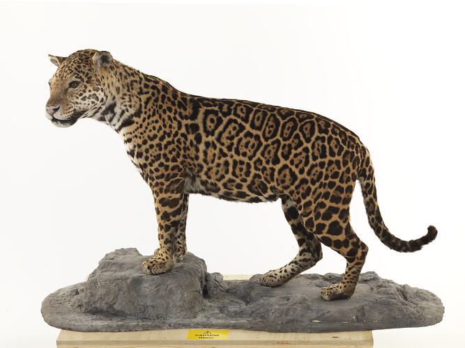 Jaguar mounted taxidermy specimen.