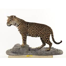 Jaguar mounted taxidermy specimen.