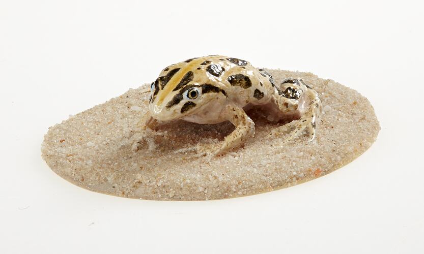 Cast model of a Spotted Marsh Frog on a circular base.