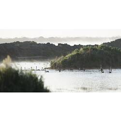 Black Swans swimming on lake.